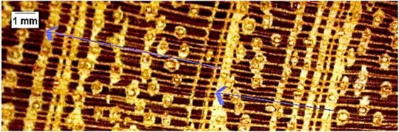 Forests 16 00542 i011