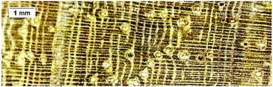 Forests 16 00542 i012