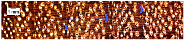 Forests 16 00542 i013