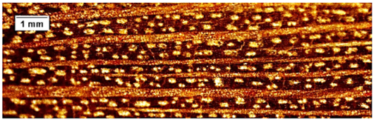 Forests 16 00542 i014