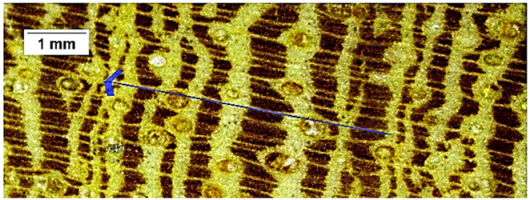 Forests 16 00542 i015