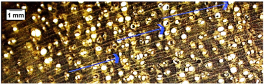 Forests 16 00542 i016