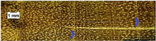 Forests 16 00542 i017