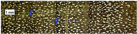 Forests 16 00542 i018