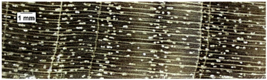 Forests 16 00542 i019