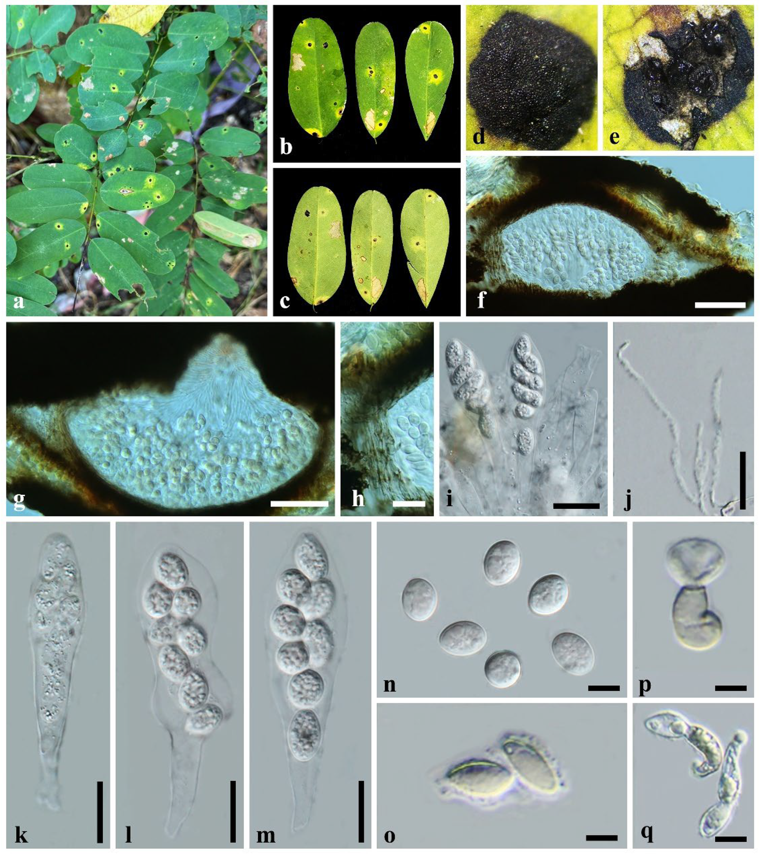 Forests 16 00556 g002