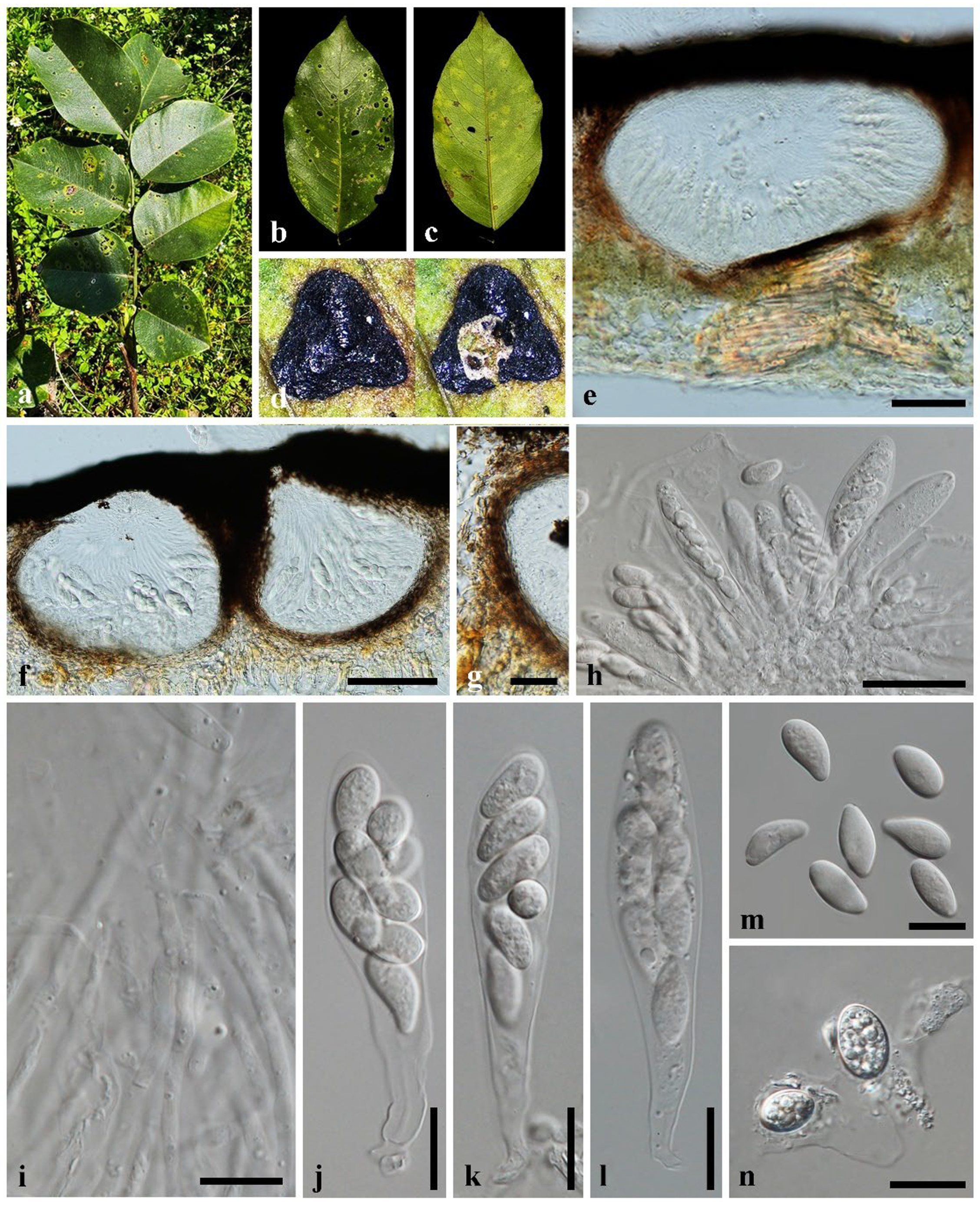 Forests 16 00556 g003