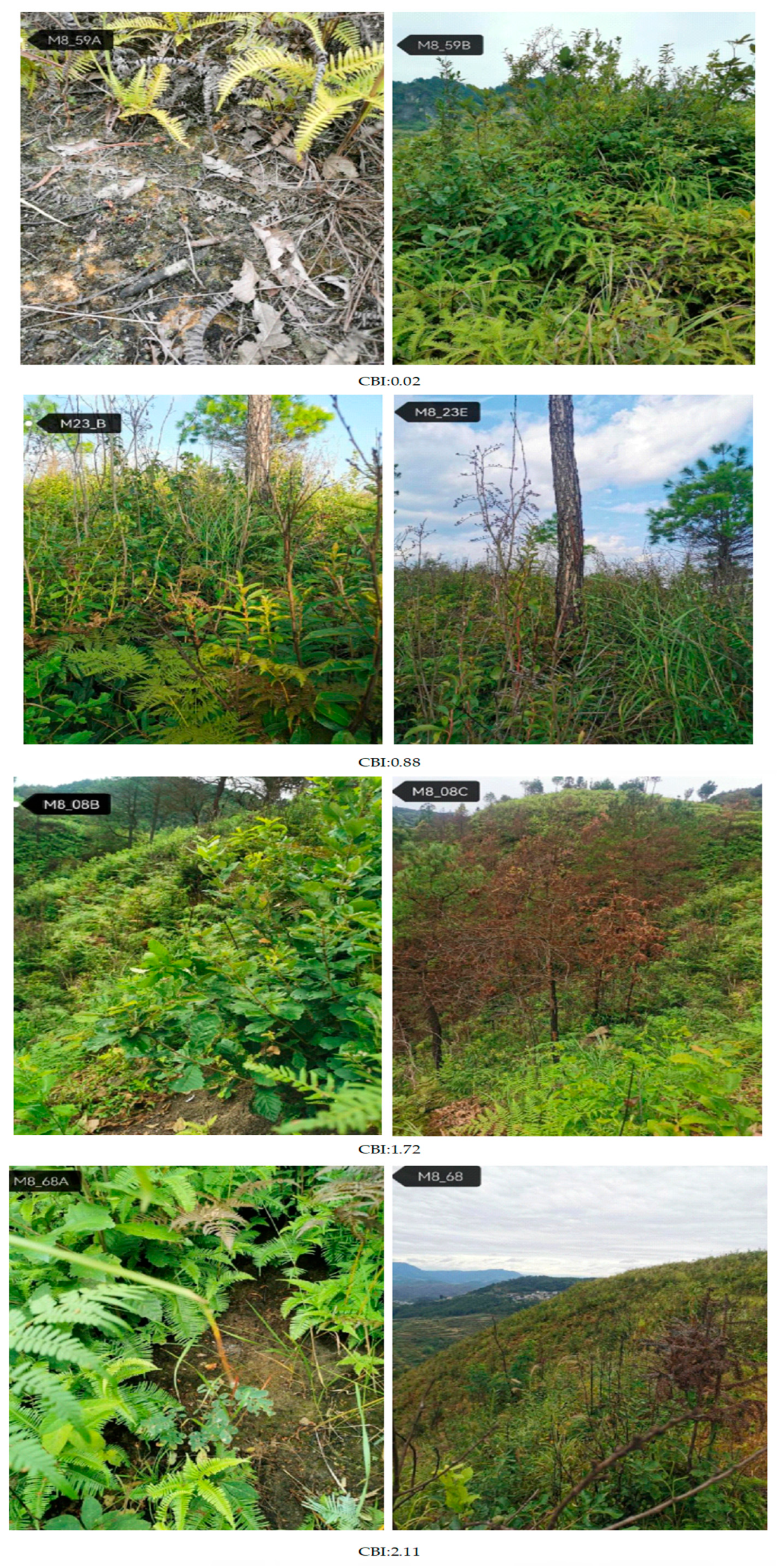 Forests 16 00597 g004 Forests 16 00597 g004