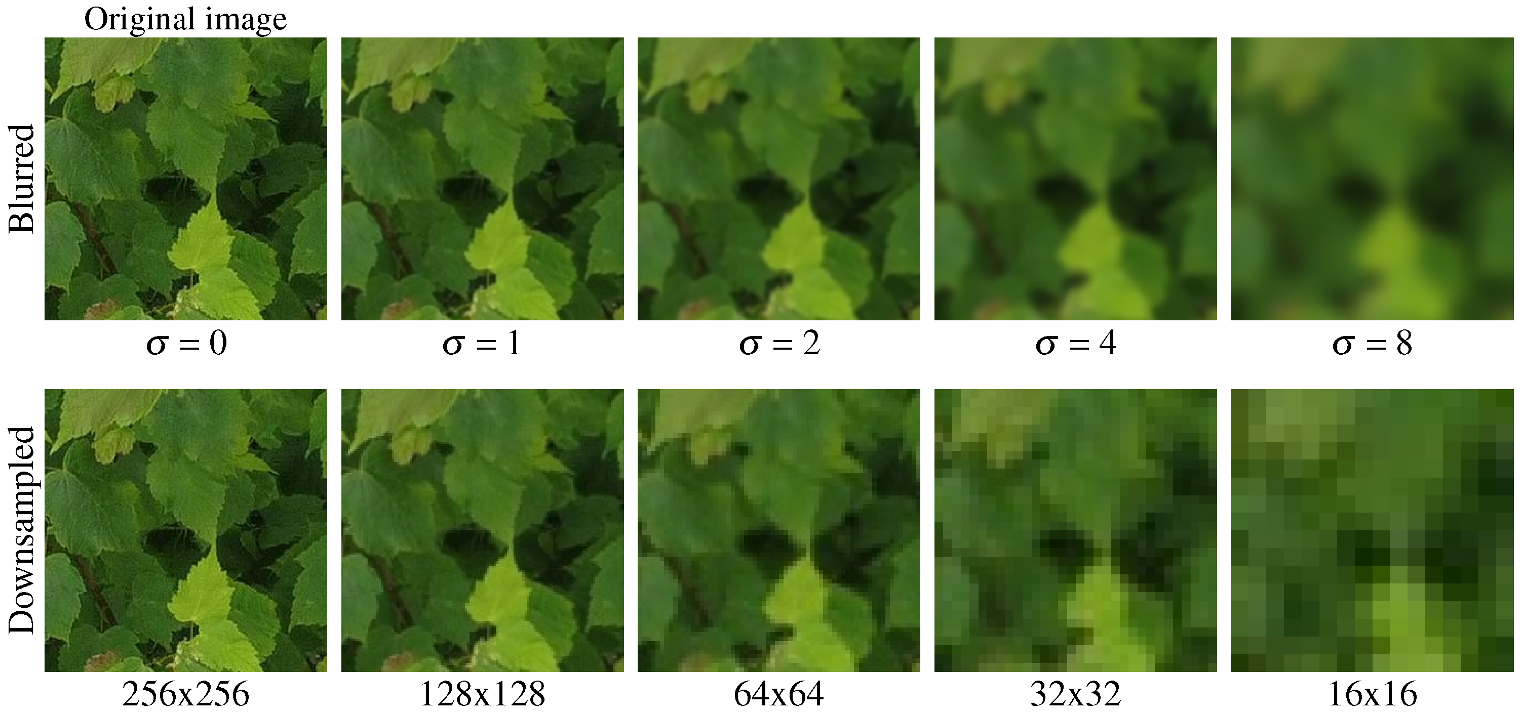 Forests 16 00616 g015