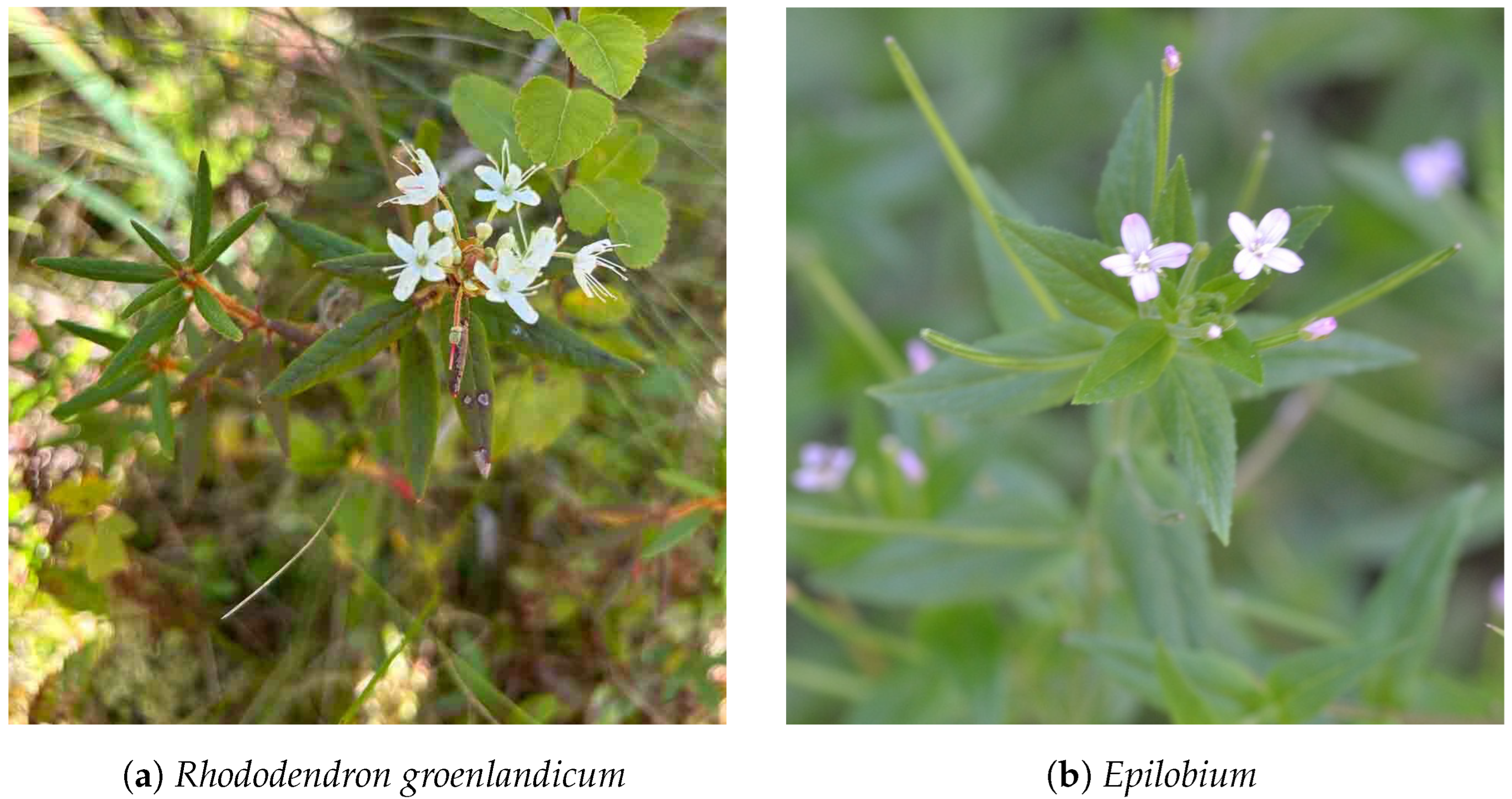 Forests 16 00616 g020