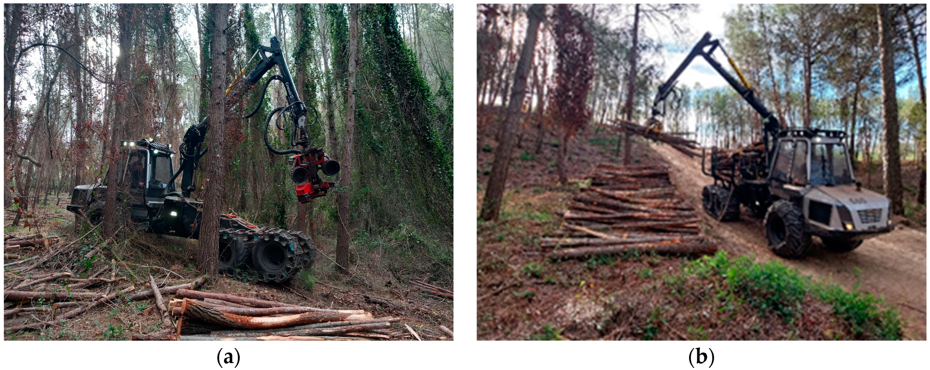 Forests 16 00652 g002