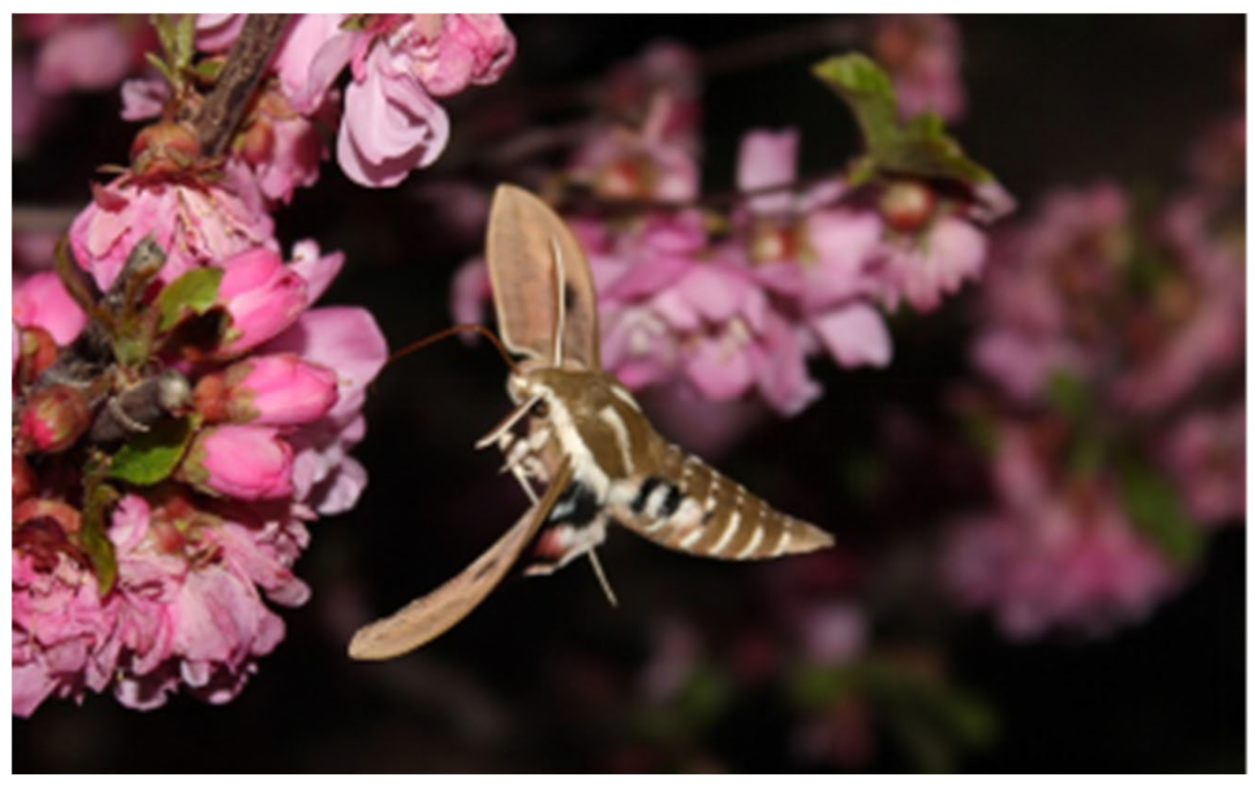 Forests 16 00659 g002