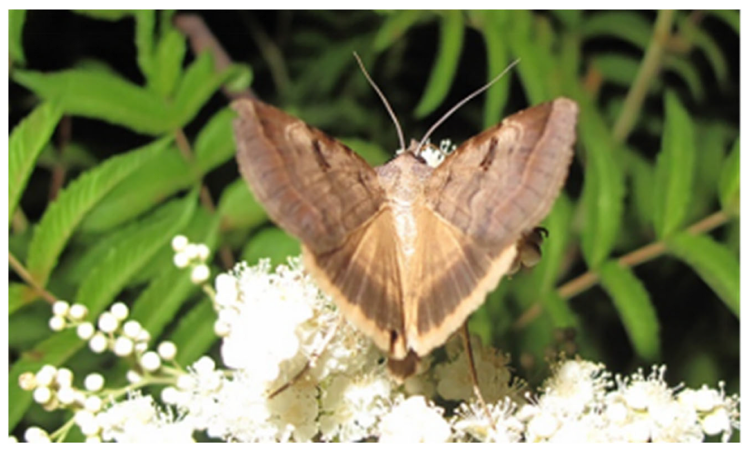 Forests 16 00659 g003