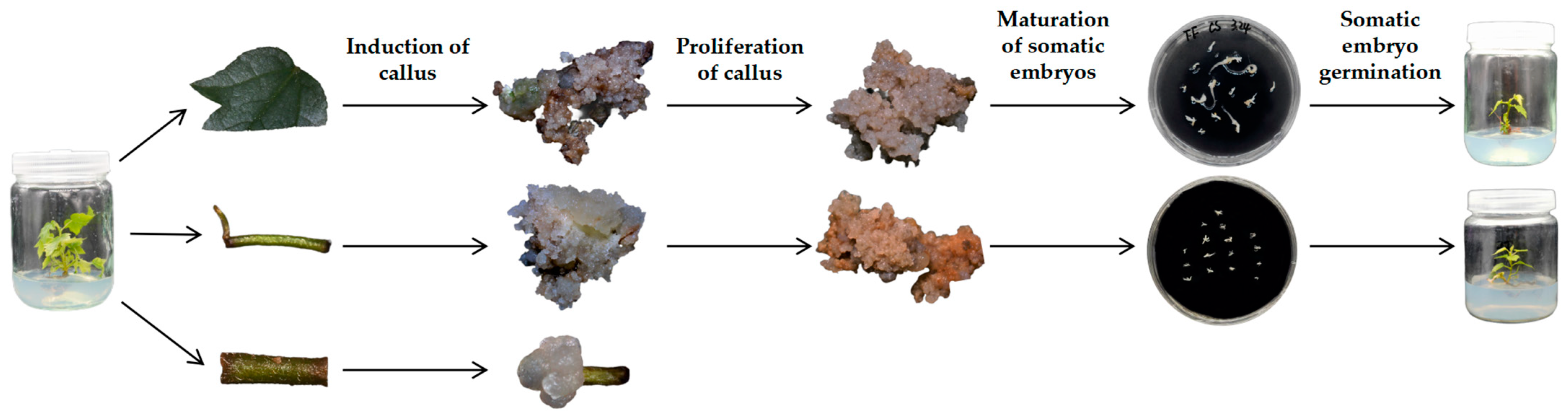 Forests 16 00670 g001