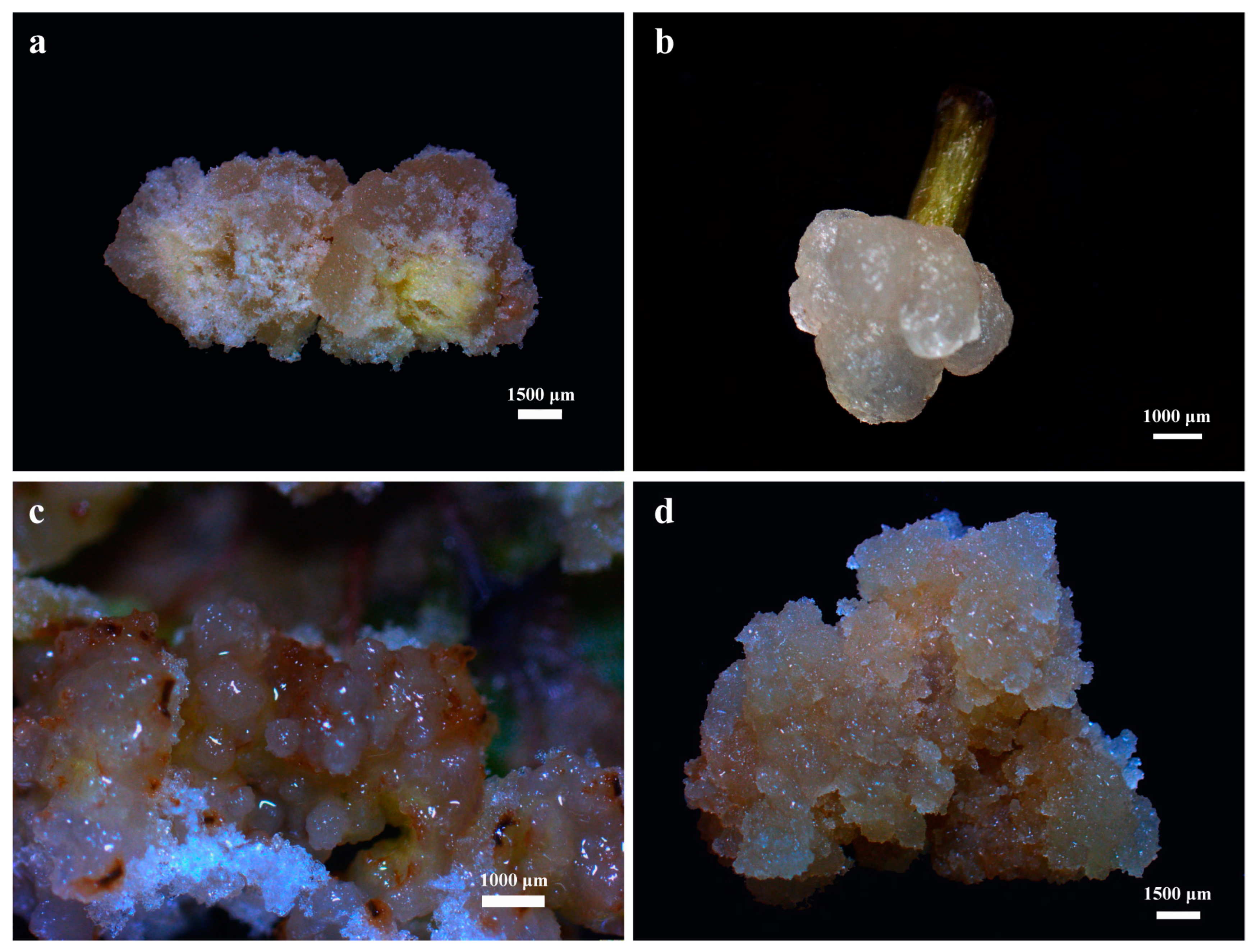 Forests 16 00670 g002