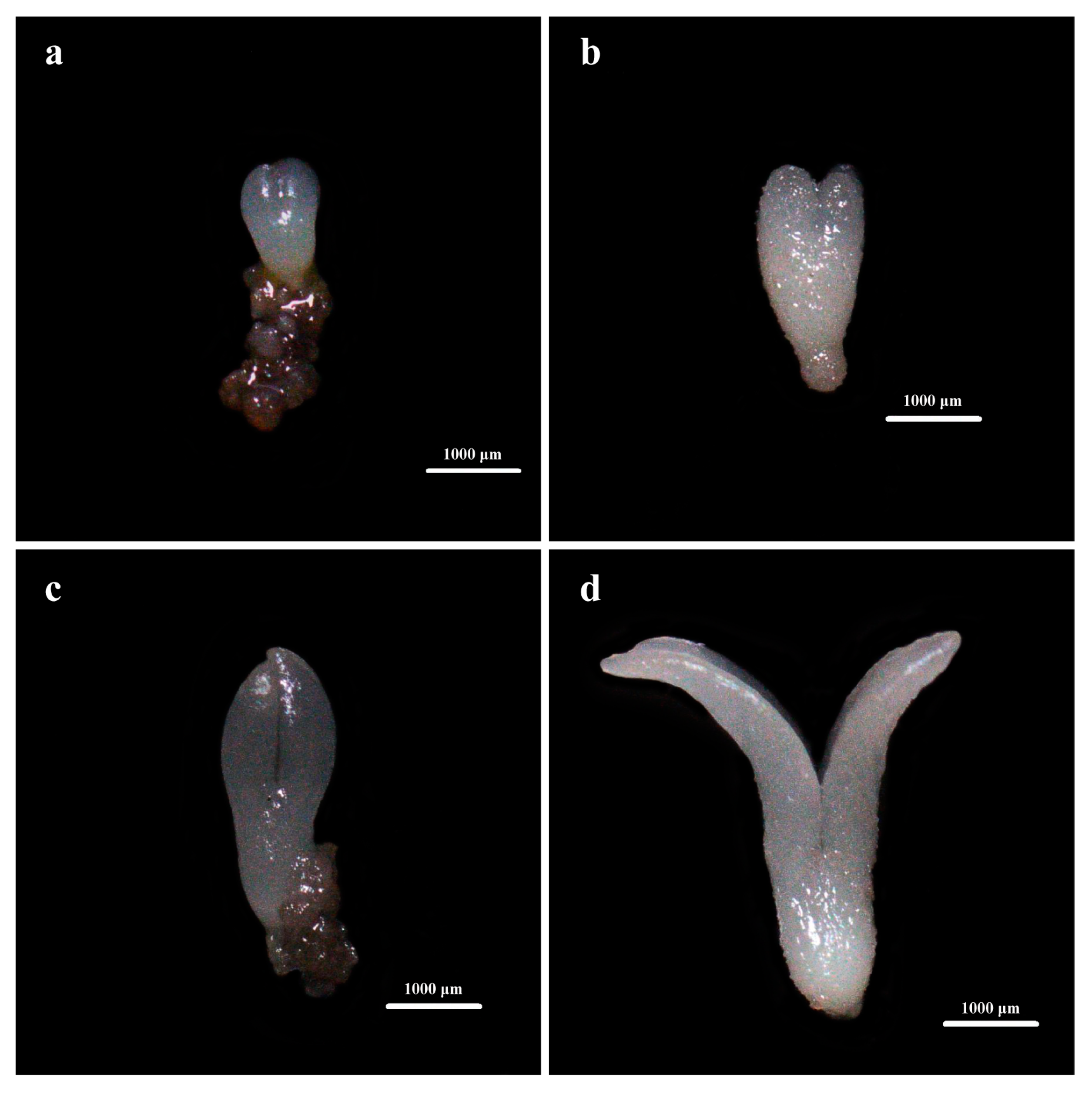 Forests 16 00670 g003