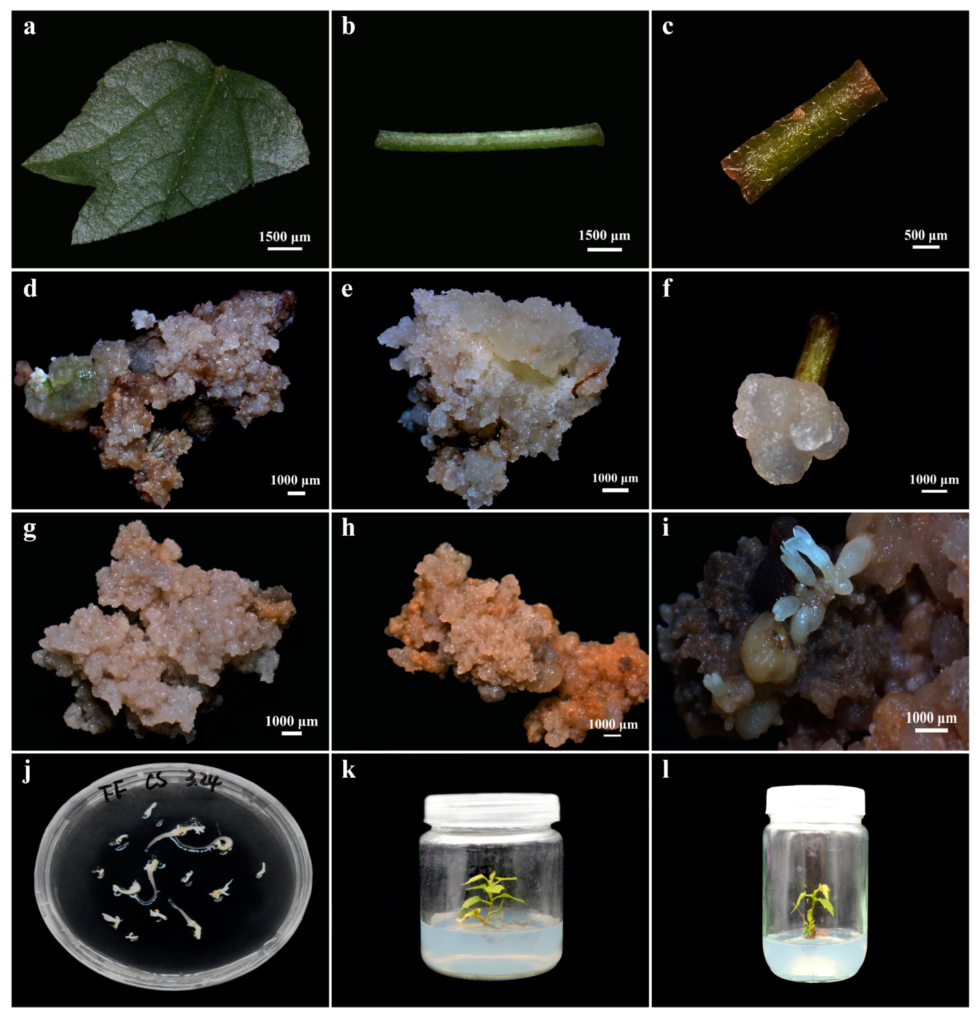 Forests 16 00670 g006