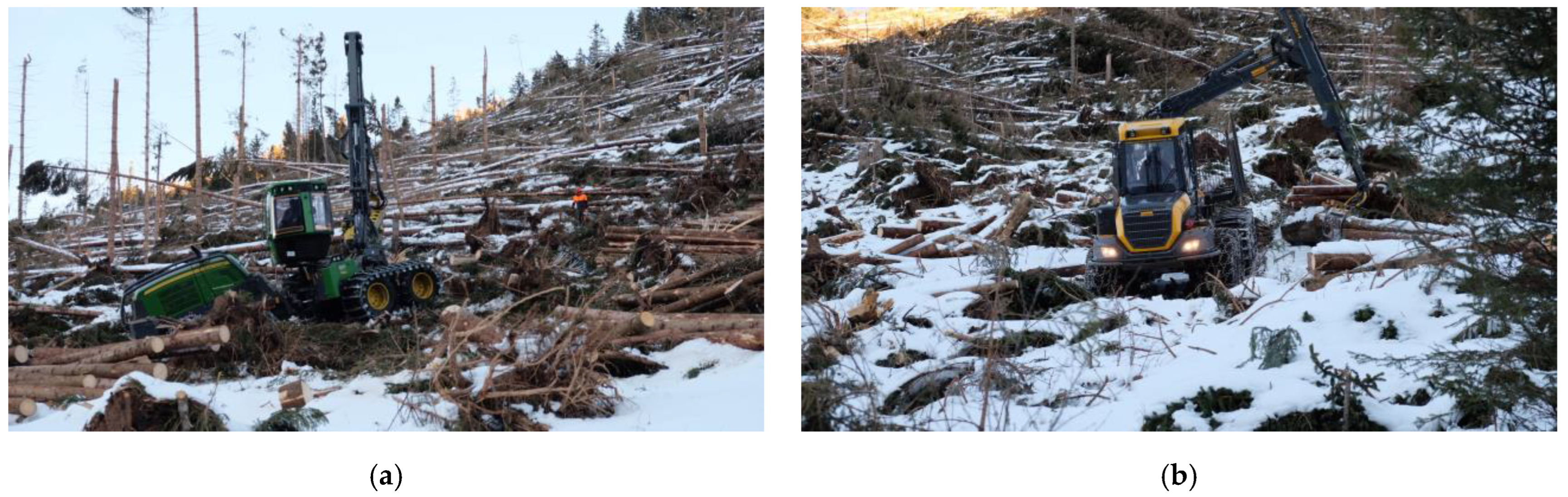 Forests 16 00673 g002