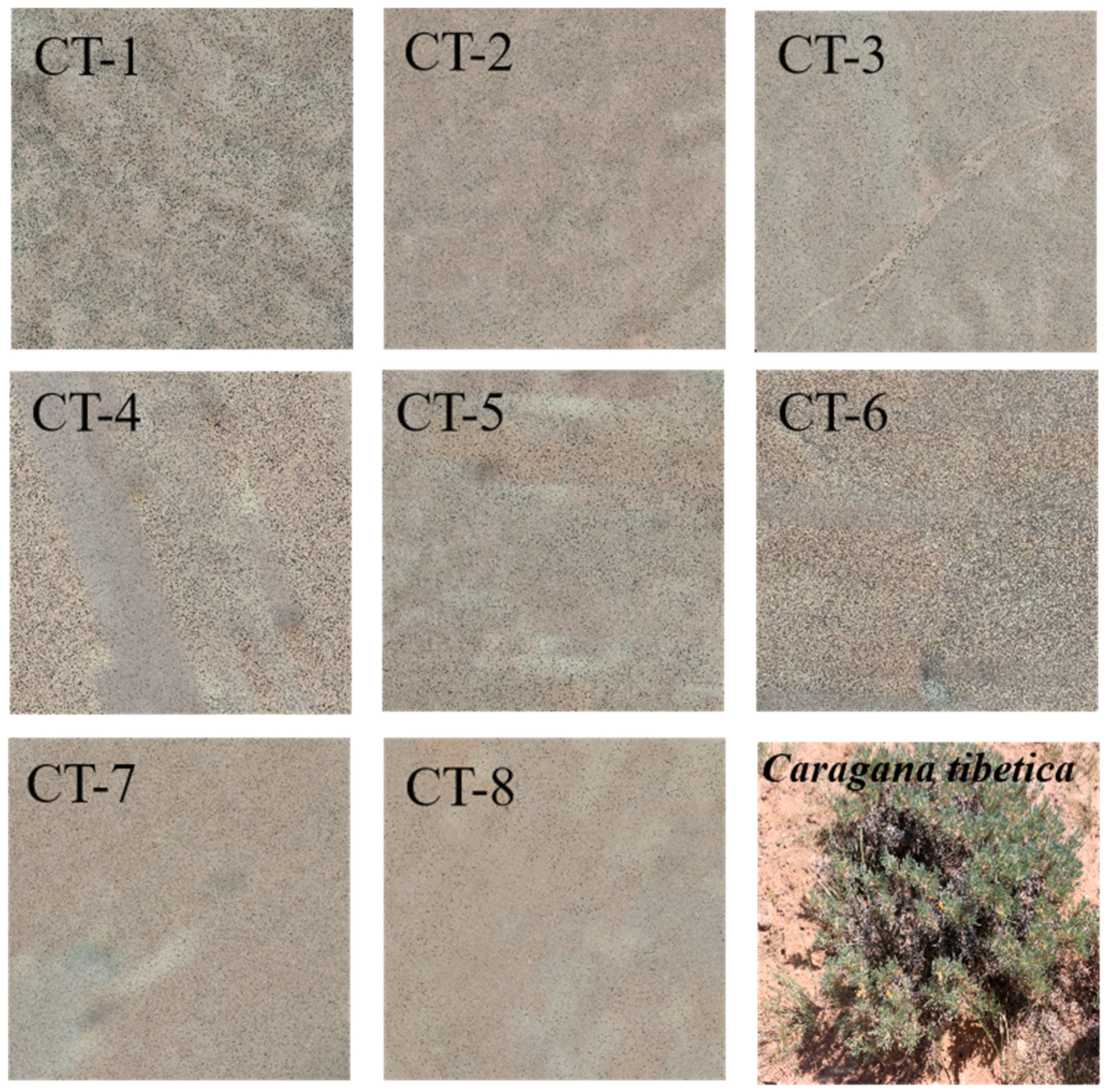 Forests 16 00696 g002