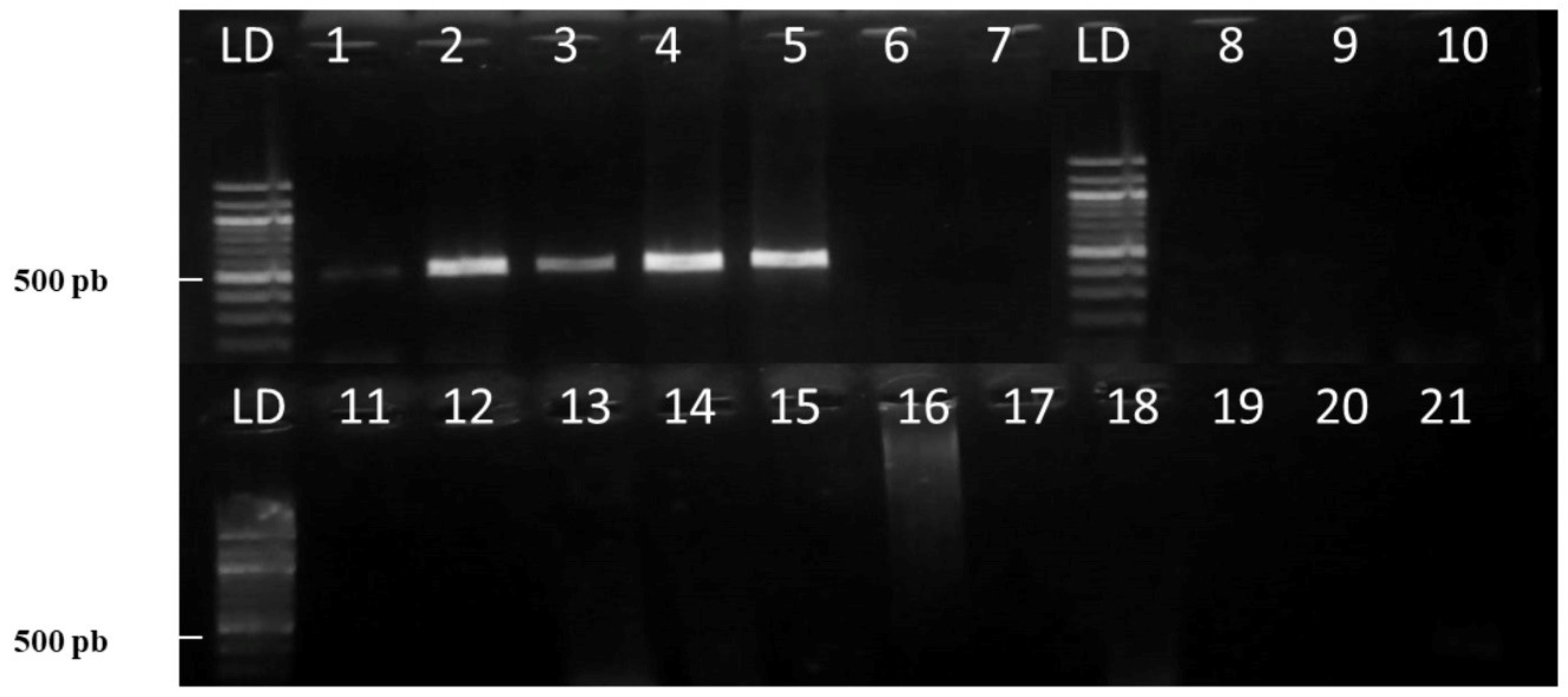 Forests 16 00697 g001