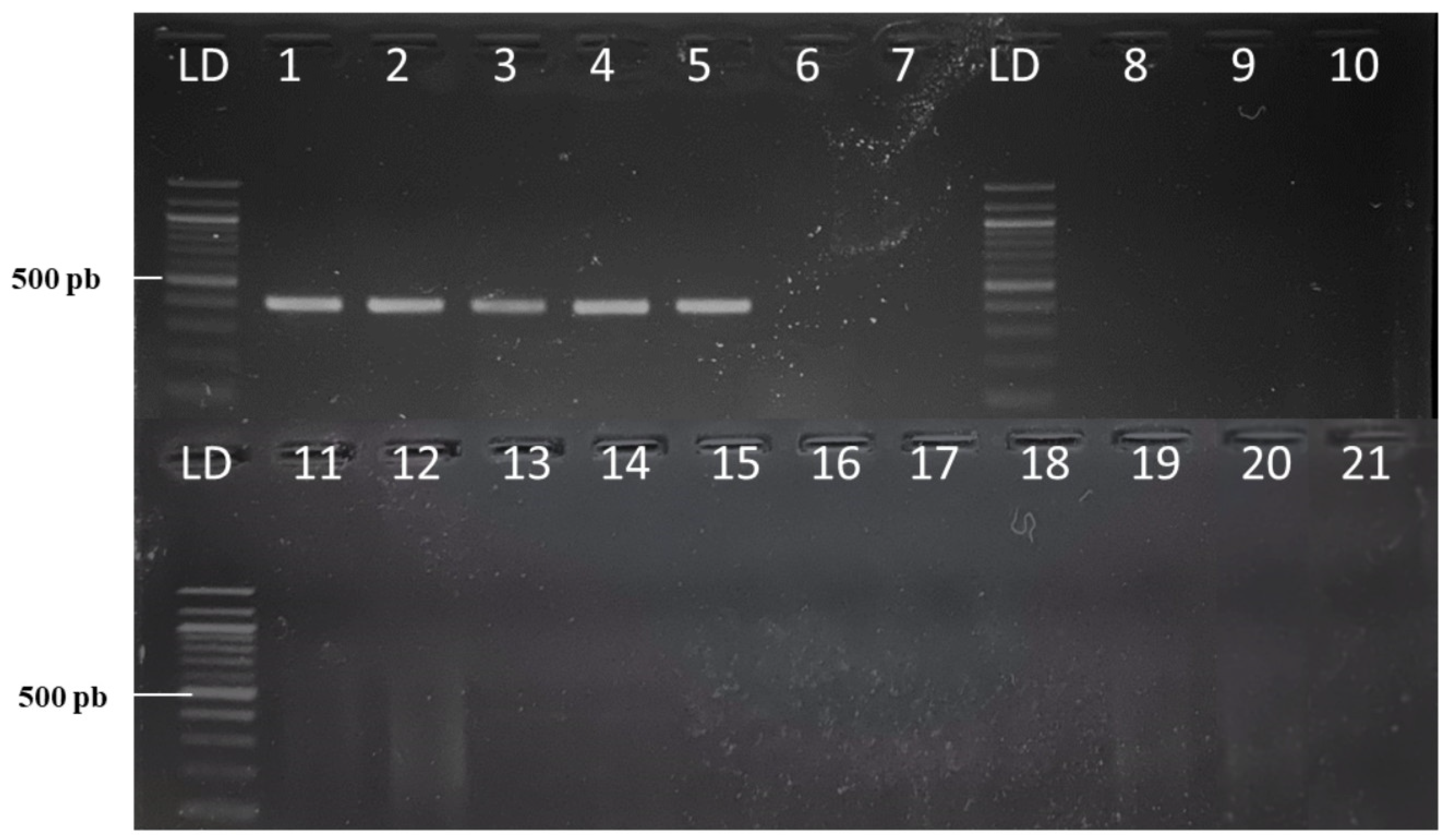 Forests 16 00697 g002
