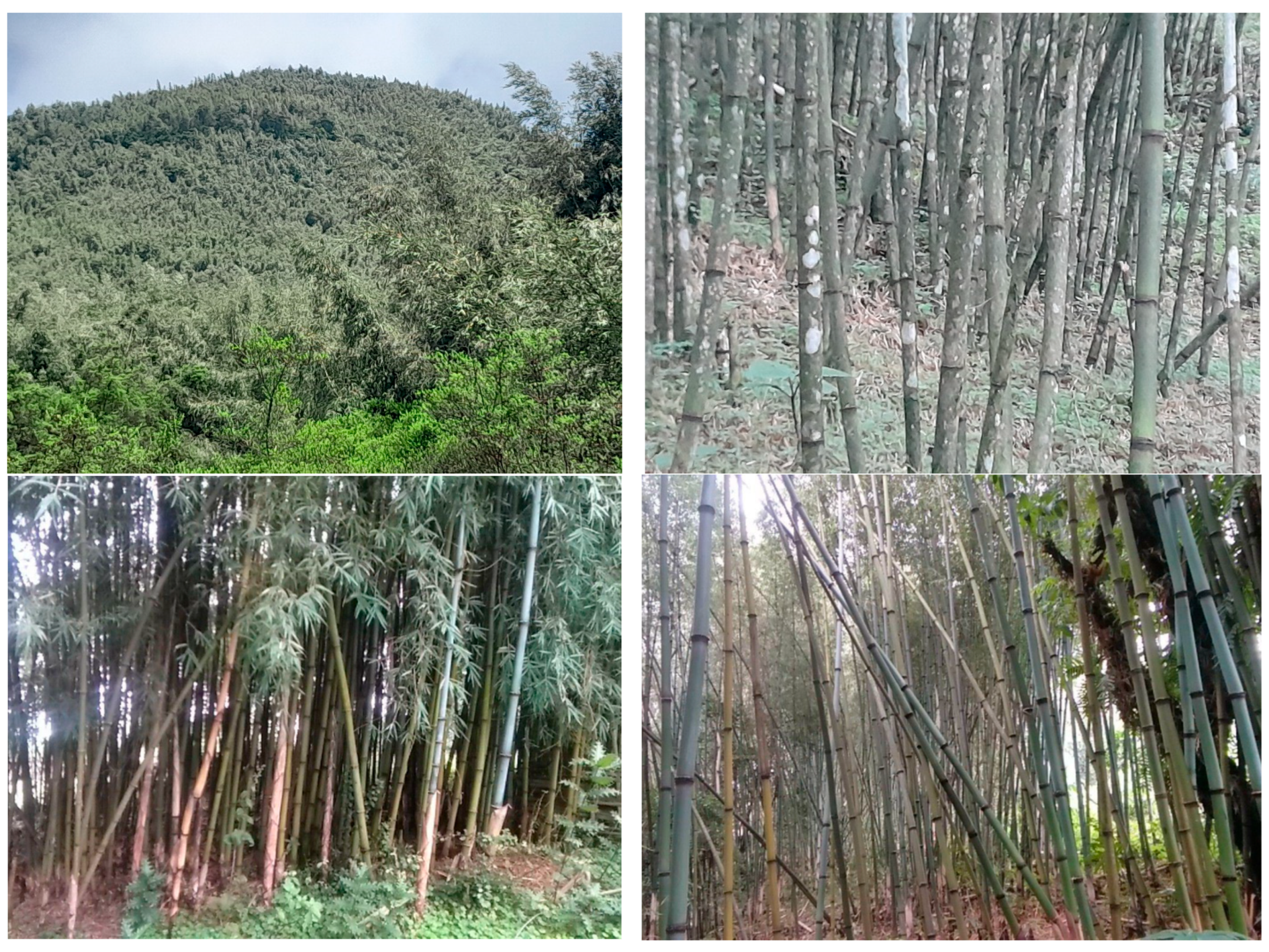 Forests 16 00701 g002