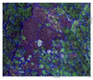 Forests 16 00707 i020