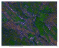 Forests 16 00707 i022