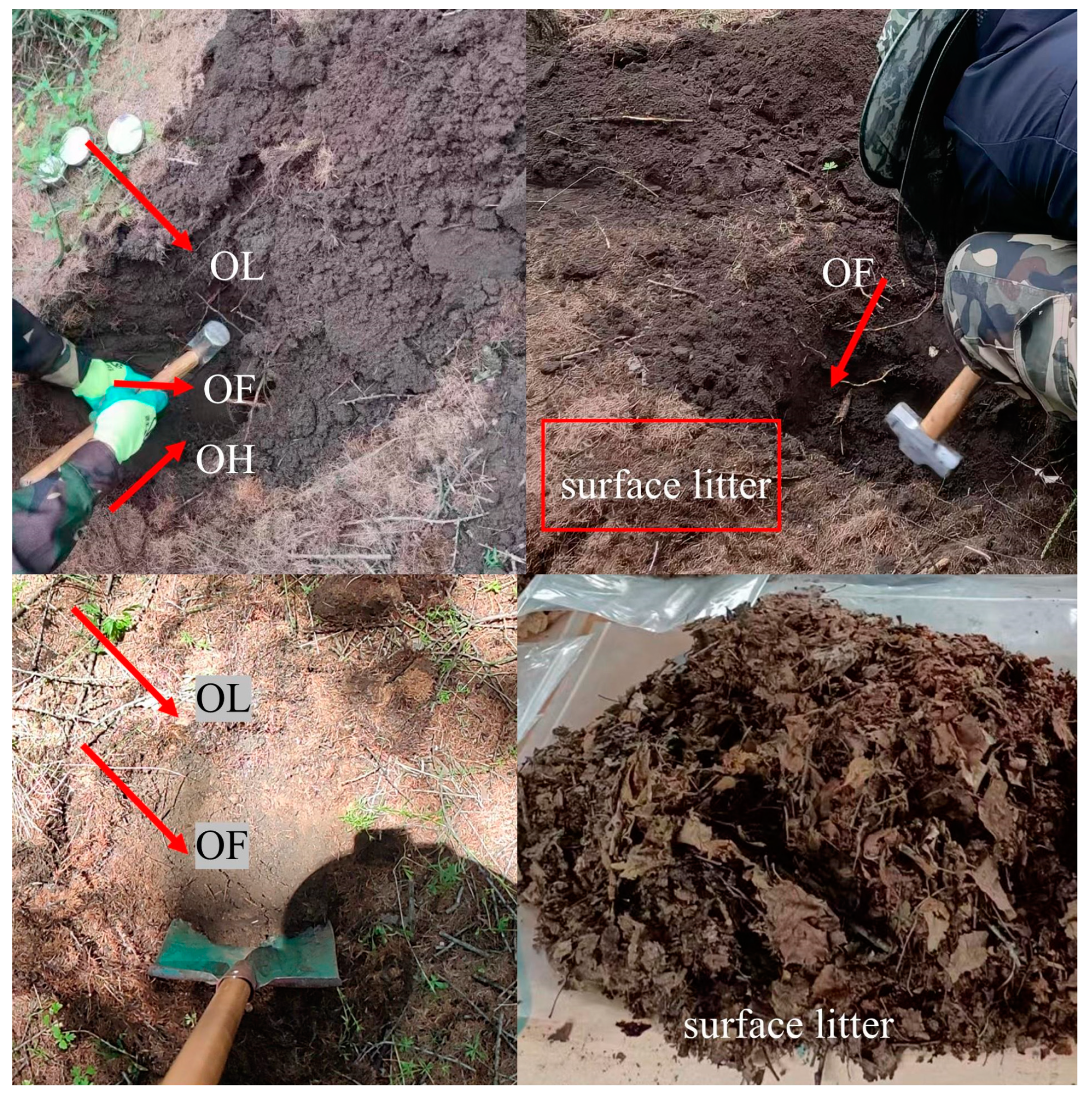 Forests 16 00745 g001