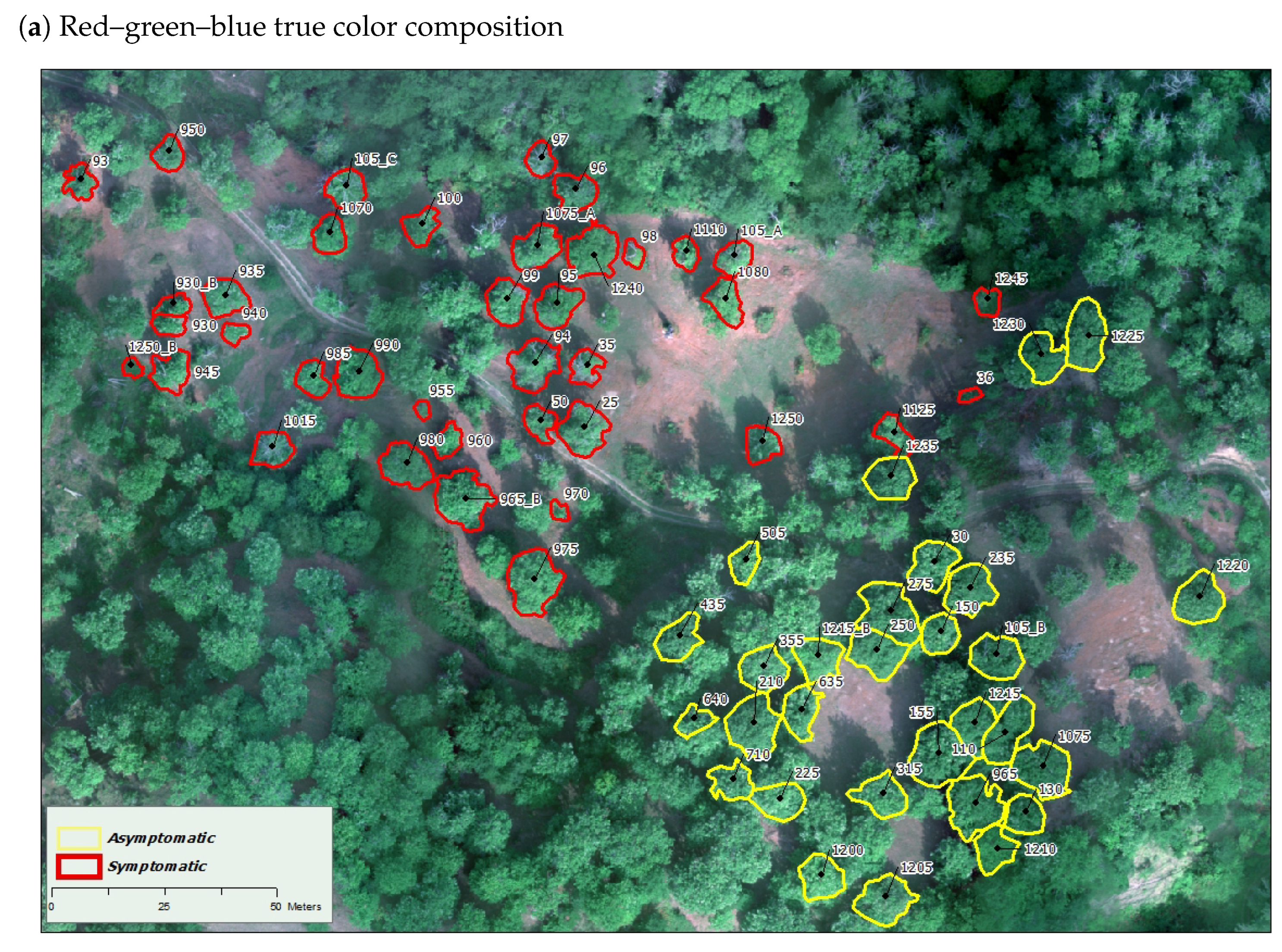 Forests 16 00754 g004a Forests 16 00754 g004a