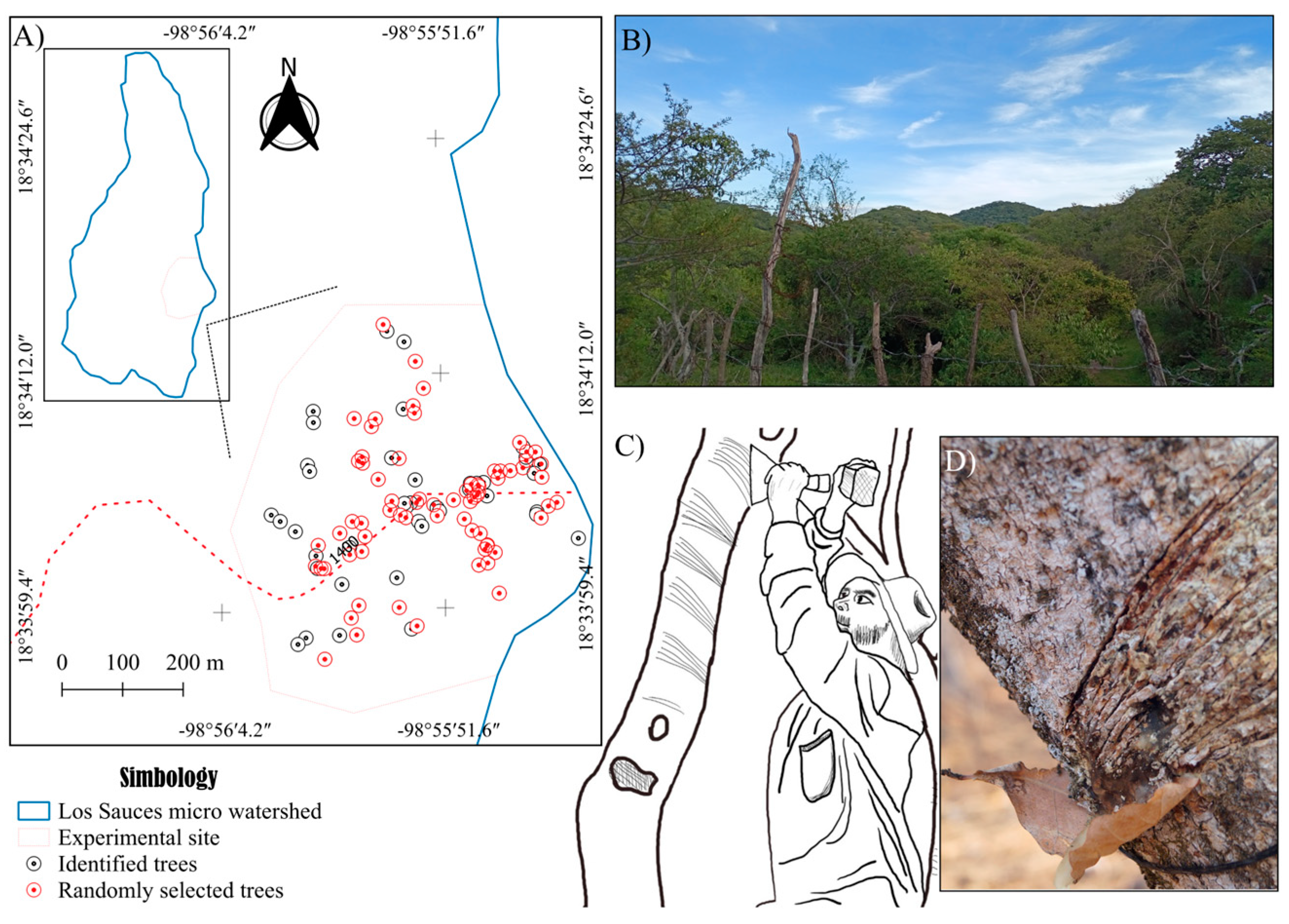 Forests 16 00801 g002
