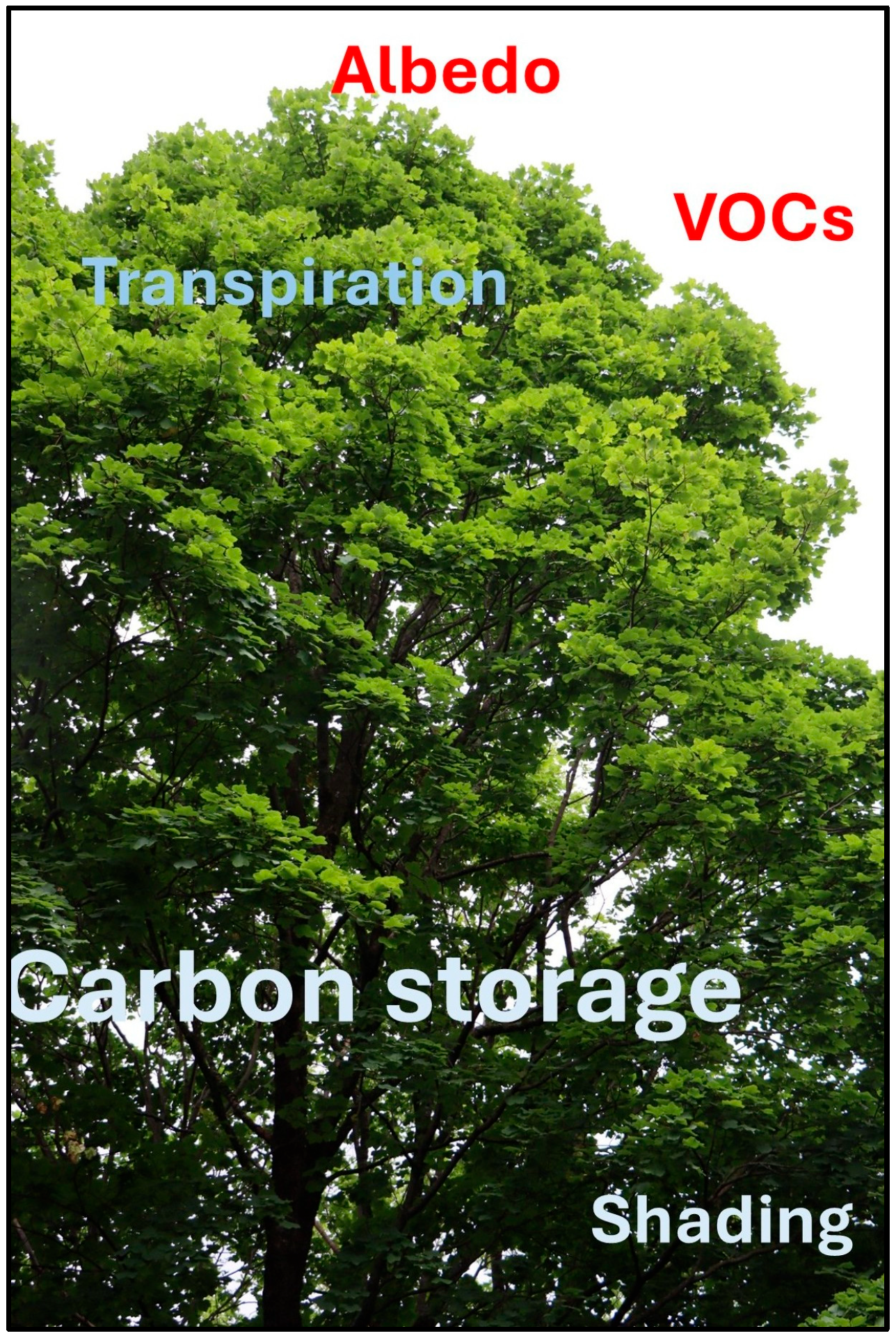 Forests 16 00810 g001