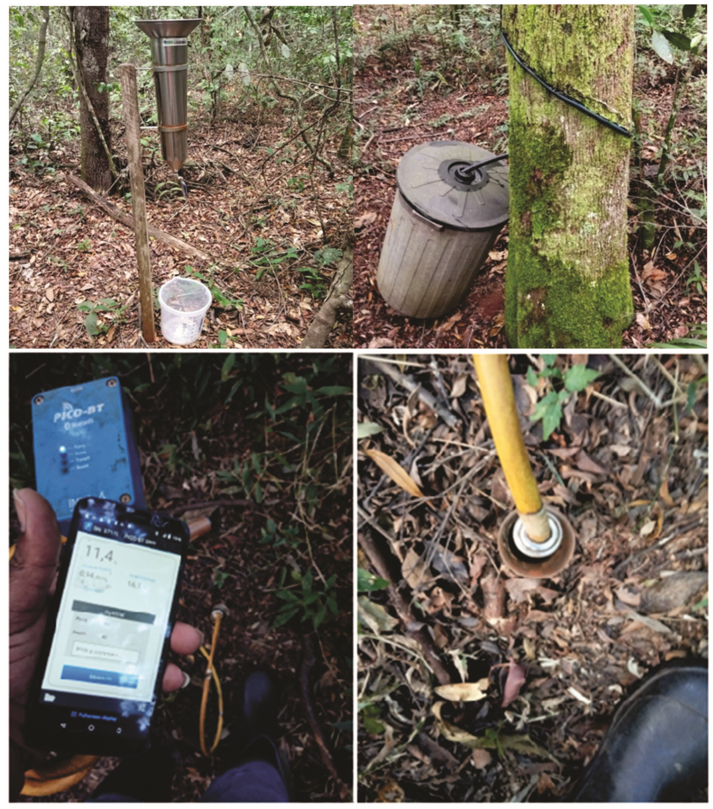 Forests 16 00812 g002