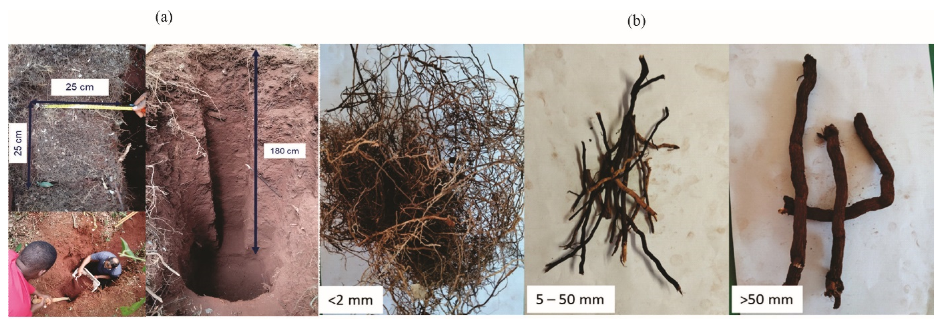 Forests 16 00812 g003