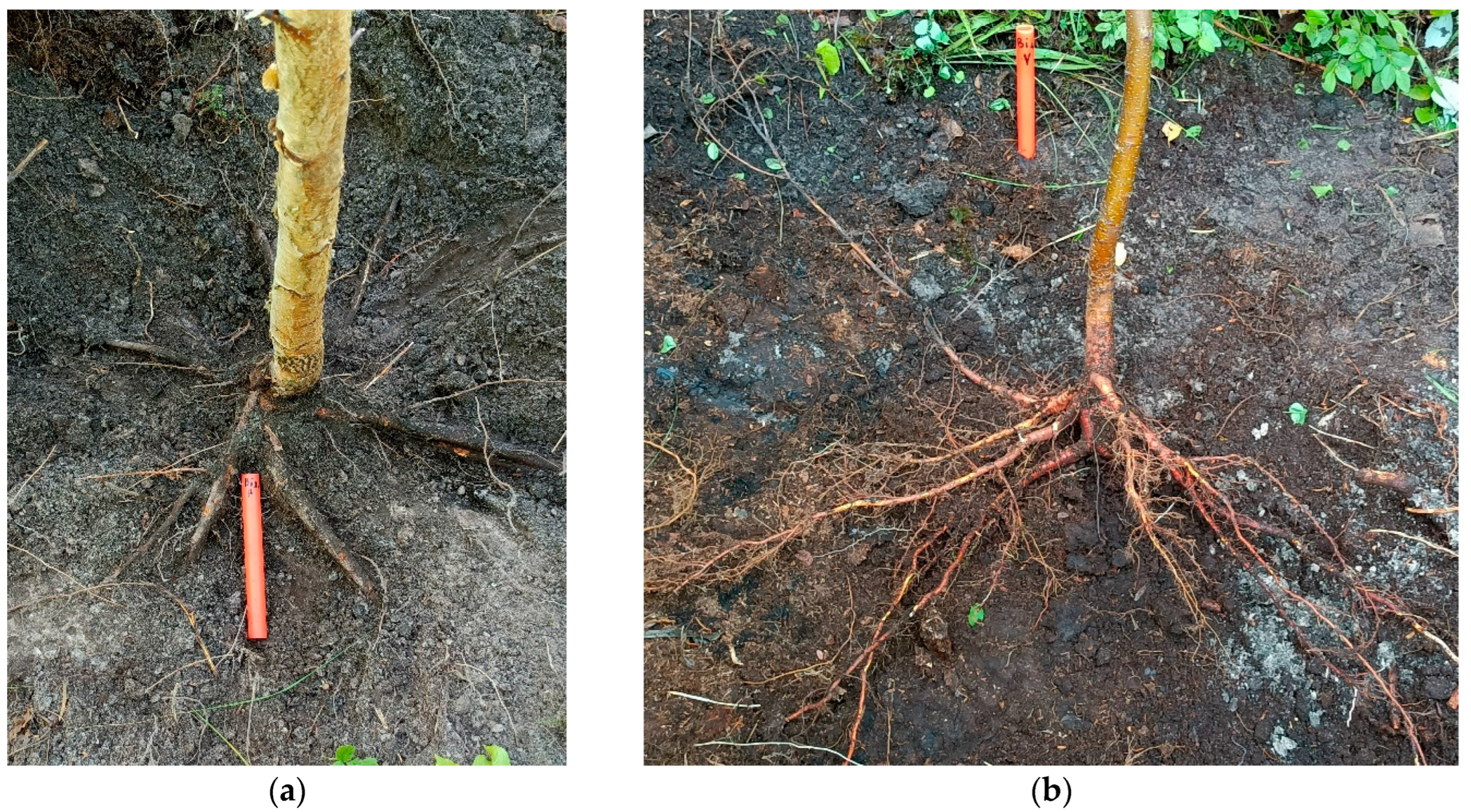 Forests 16 00830 g007 Forests 16 00830 g007