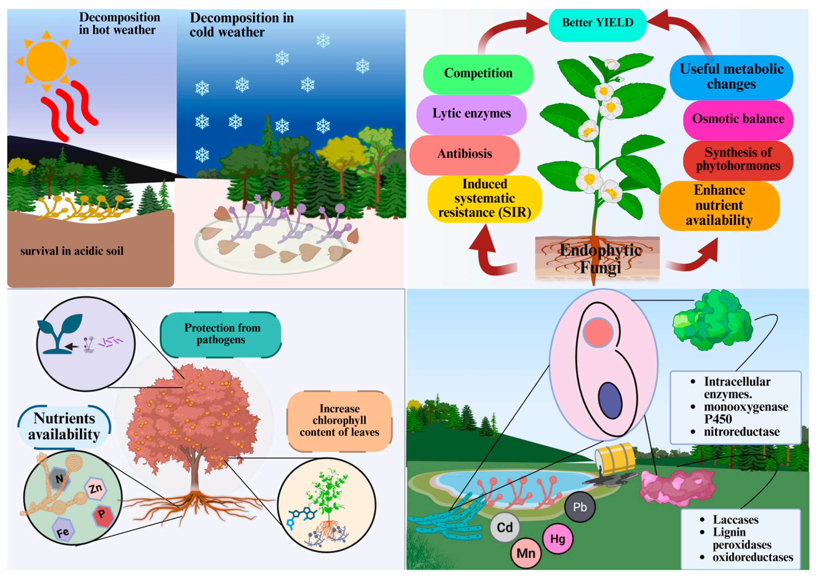 Forests 16 00855 g002