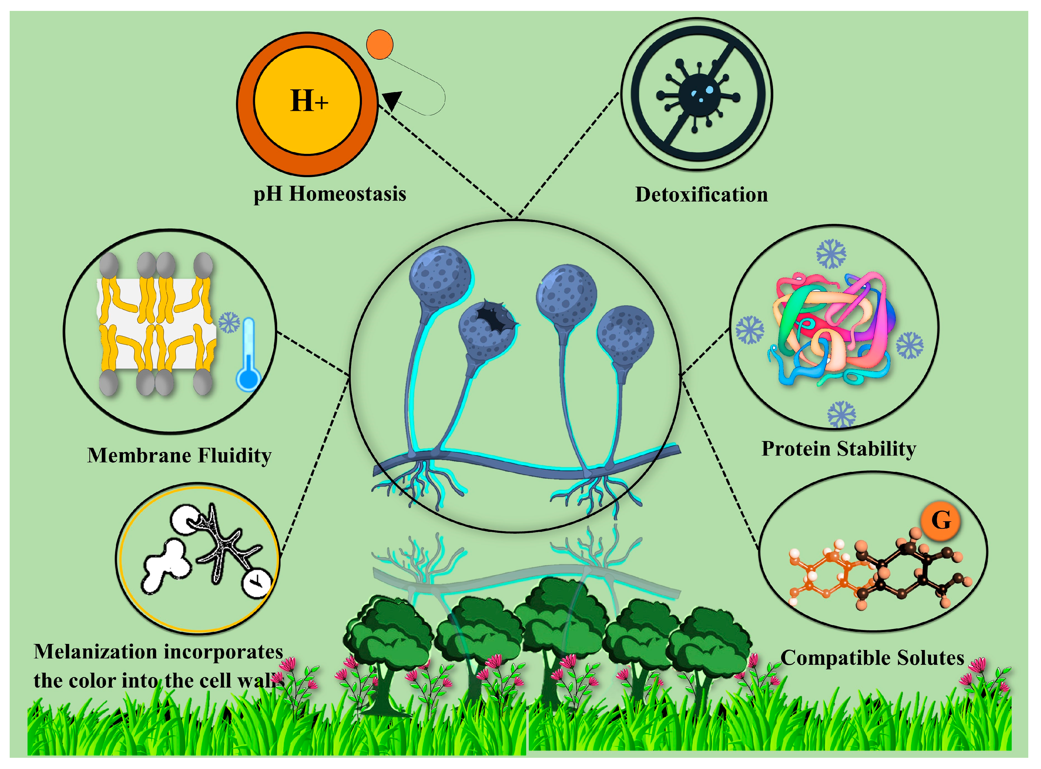Forests 16 00855 g003