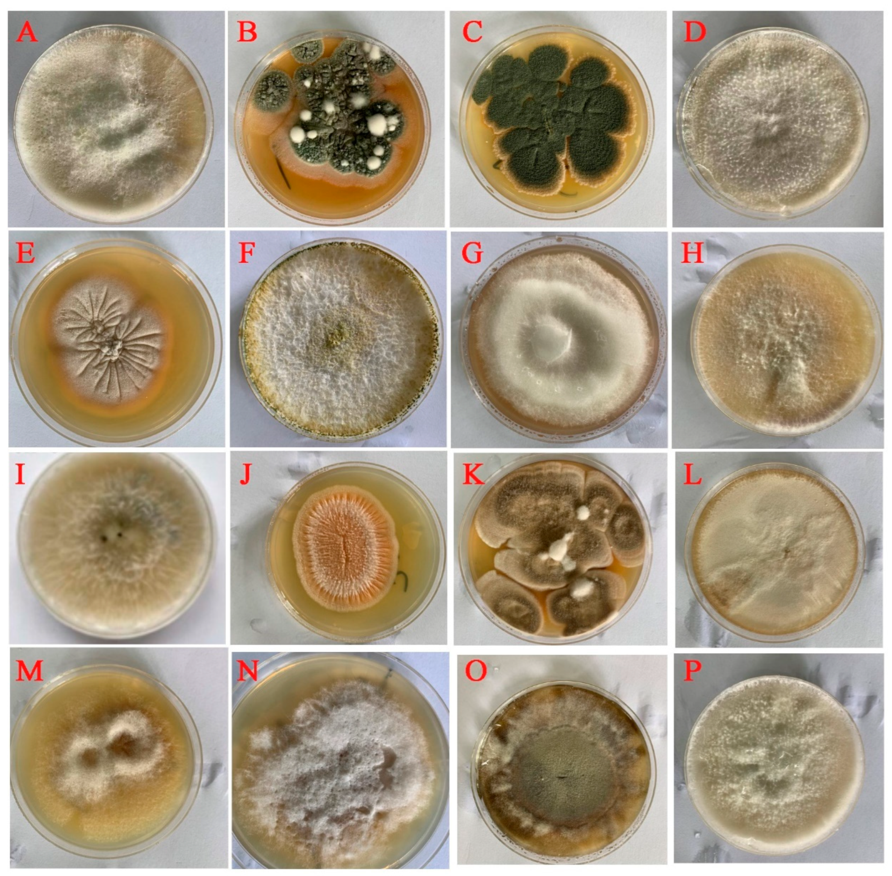 Forests 16 00960 g001