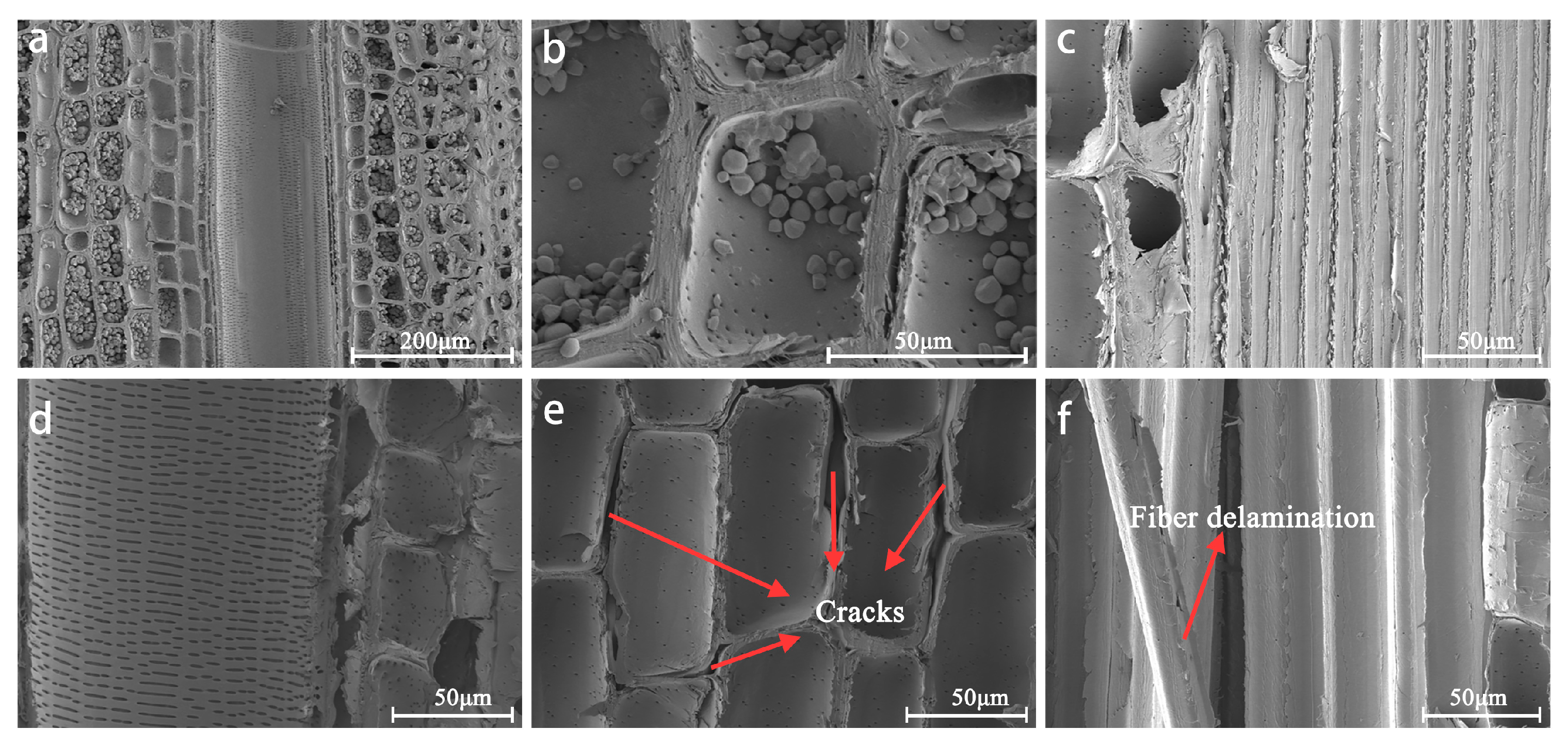 Forests 16 00964 g002
