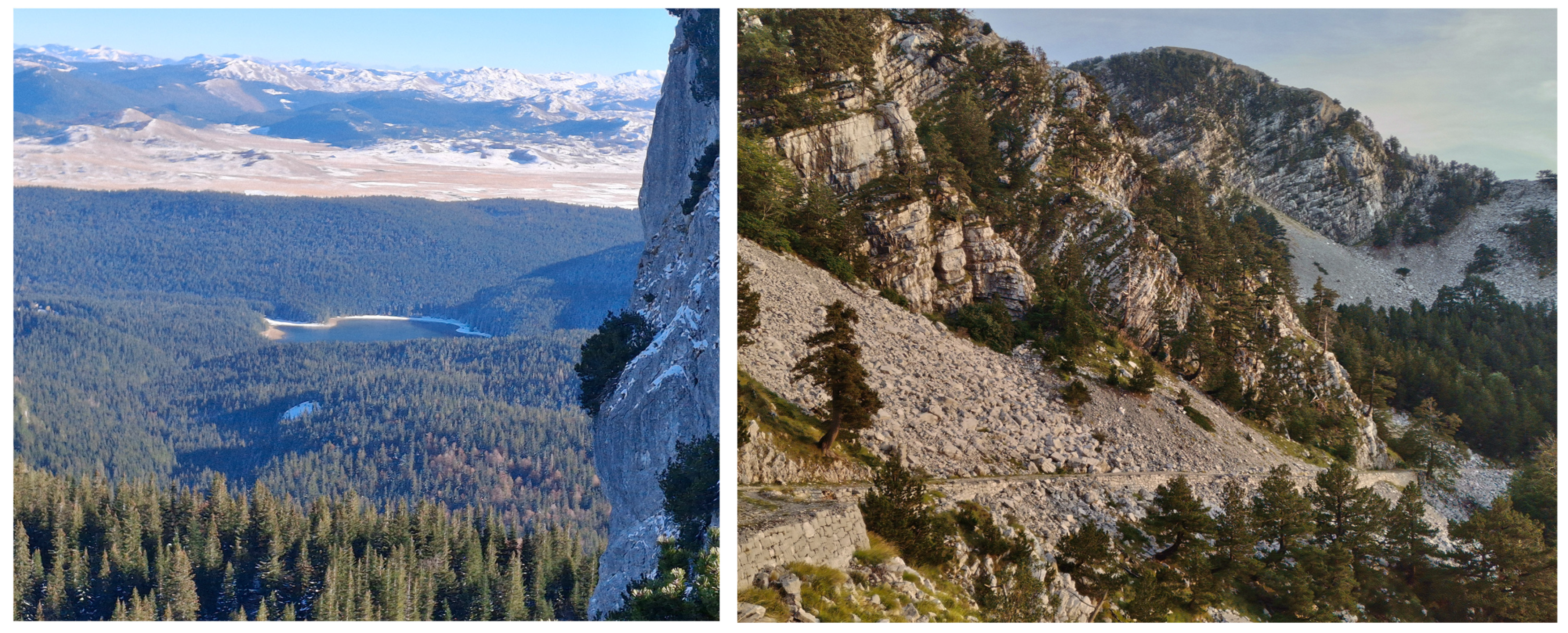 Forests 16 00968 g001