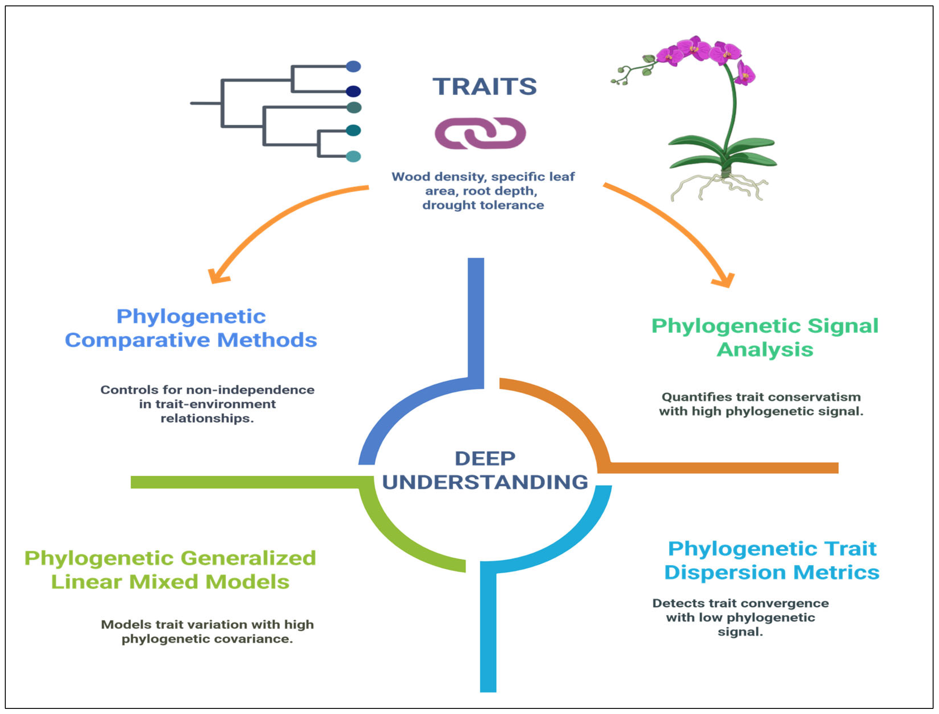 Forests 16 01004 g005