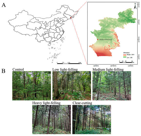 Forests 16 01050 g001