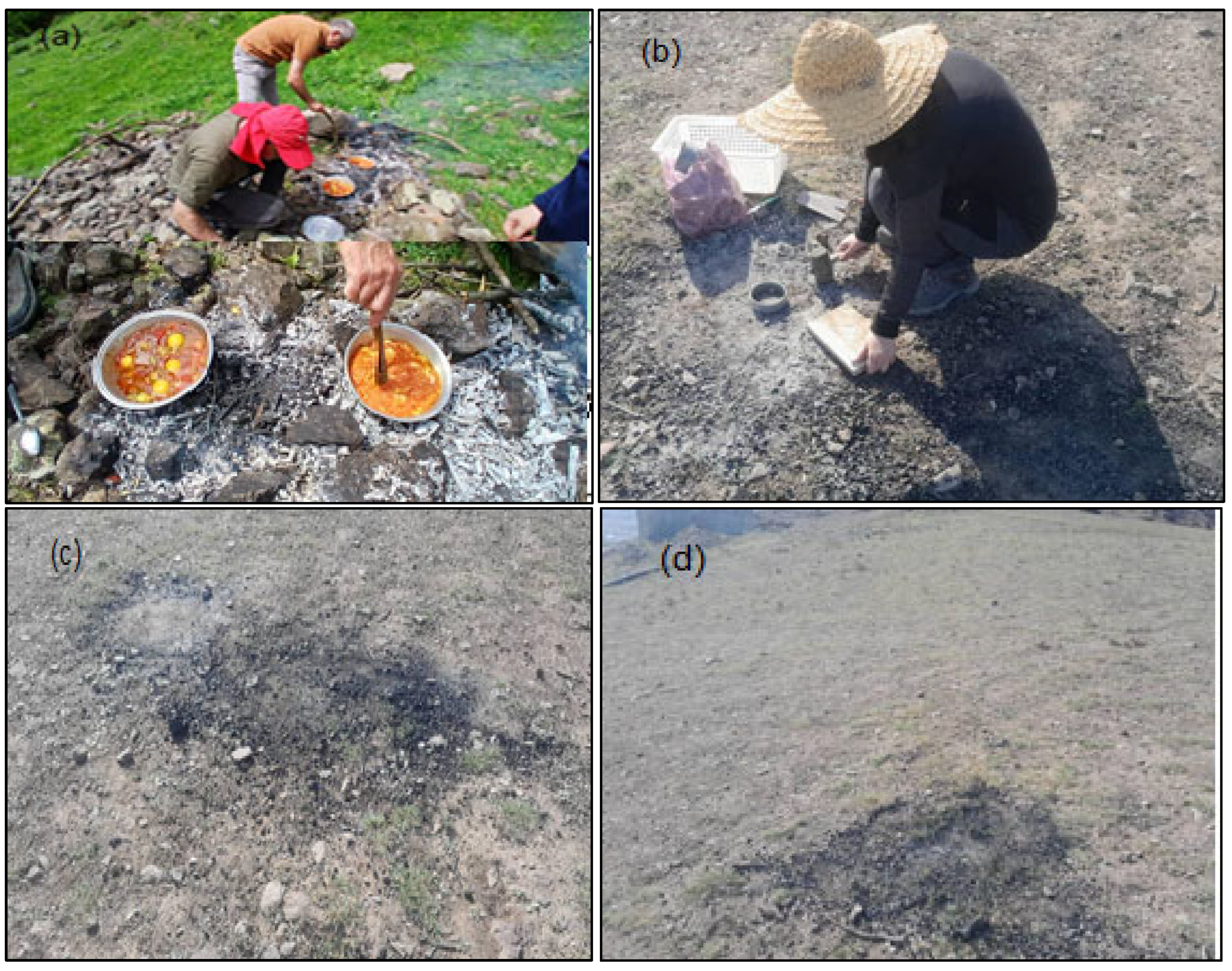 Forests 16 01097 g002