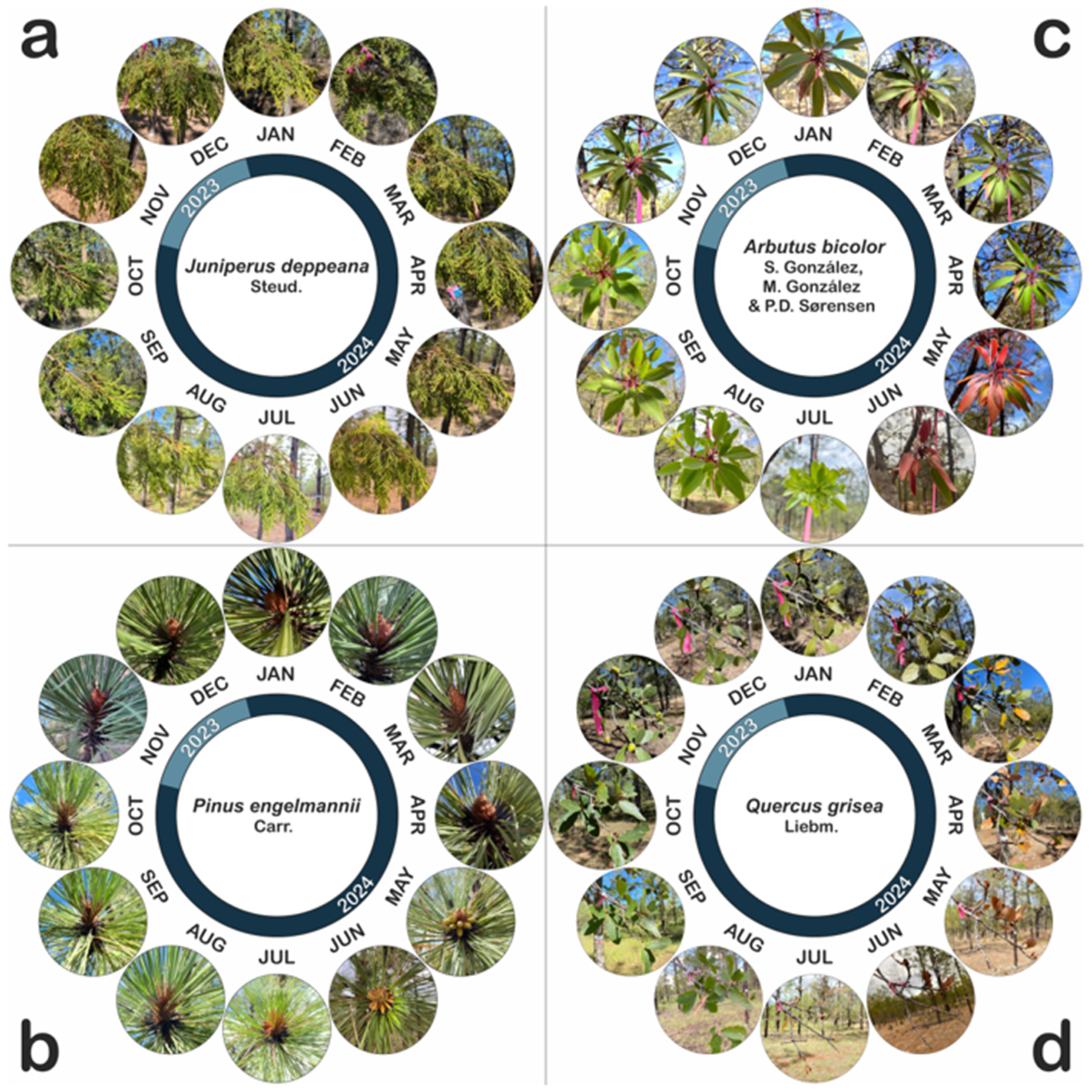 Forests 16 01118 g002