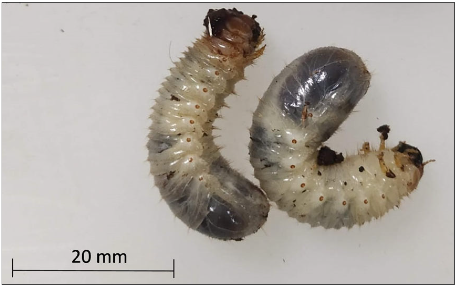 Forests 16 01125 g003