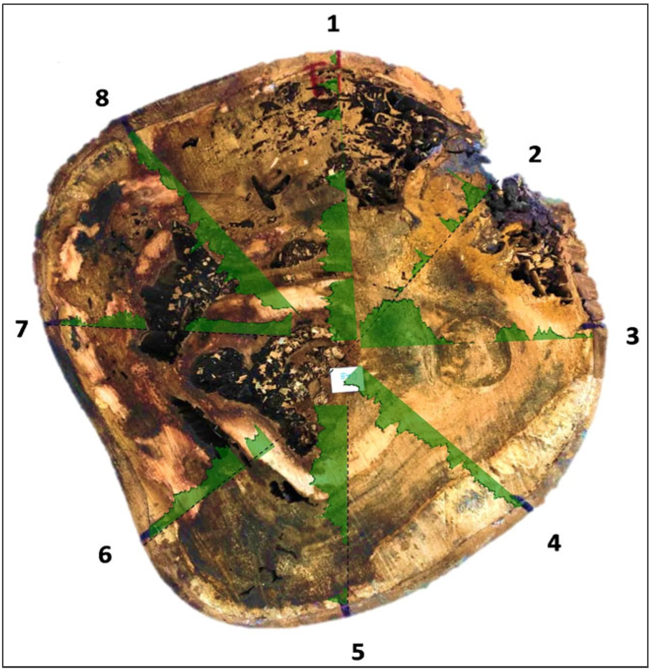 Forests 16 01125 g004
