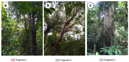 Forests 16 01169 g002