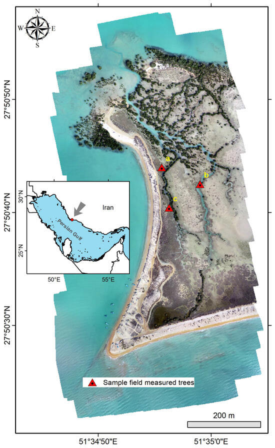 Forests 16 01196 g001