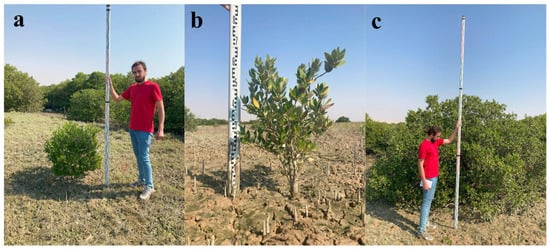 Forests 16 01196 g002