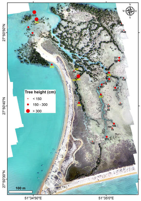Forests 16 01196 g005